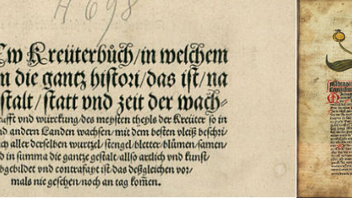 Originalblatt von Leonhard Fuchs "New Kreuterbuch" und das berühmte Alraunenmännchen aus dem "Garten"