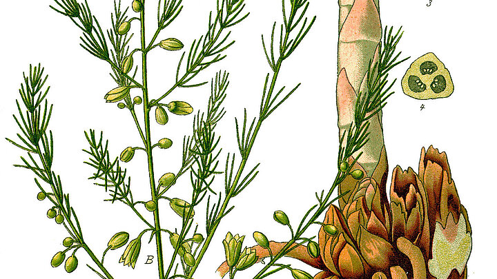 Asparagus officinalis: eine amour fou der Deutschen 
