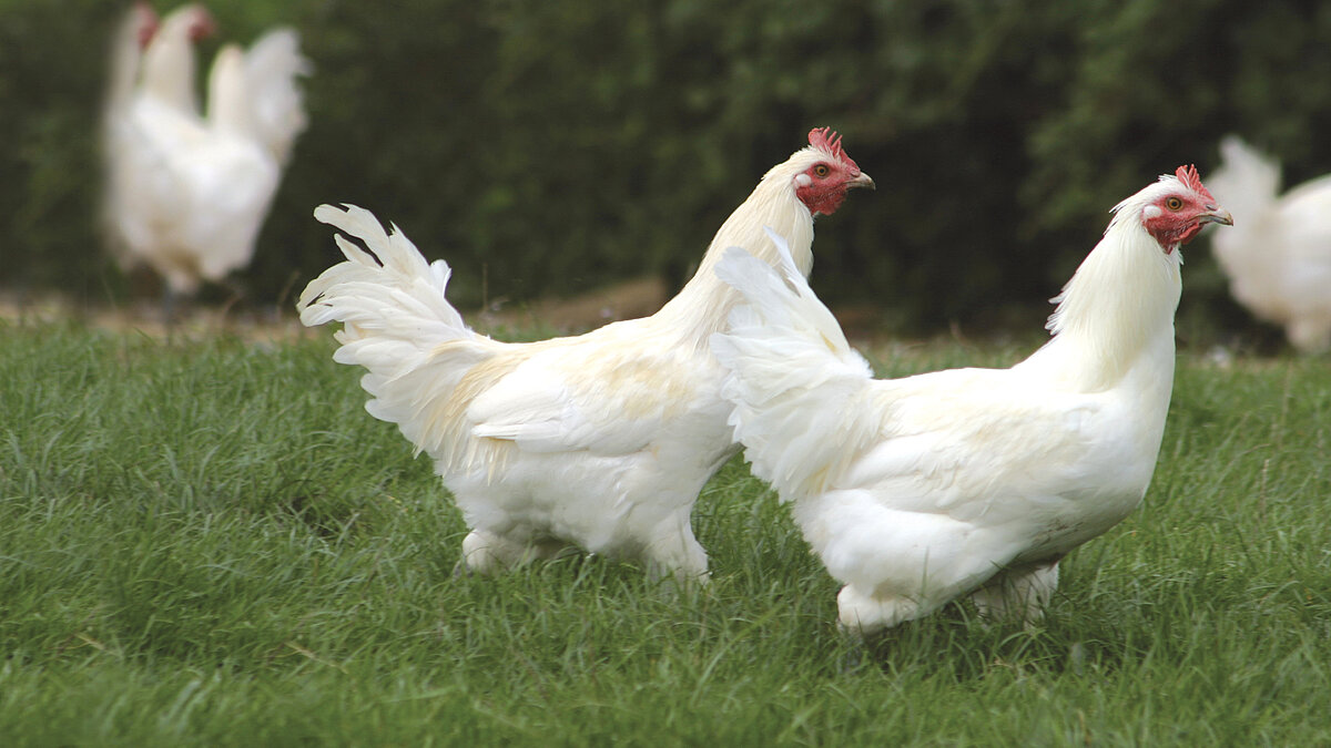 Jedes Bressehuhn von Mieral hat eine Weidefläche von rund 10 qm für die Nahrungssuche.