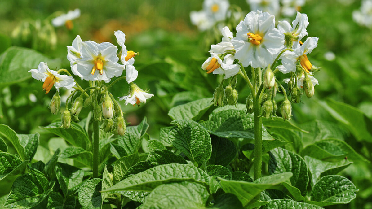 Zunächst schätzten die Europäer die Kartoffel auf Grund ihres Laubes und ihrer schönen Blüten und stellten sie als seltene Pflanze in botanischen Gärten aus.