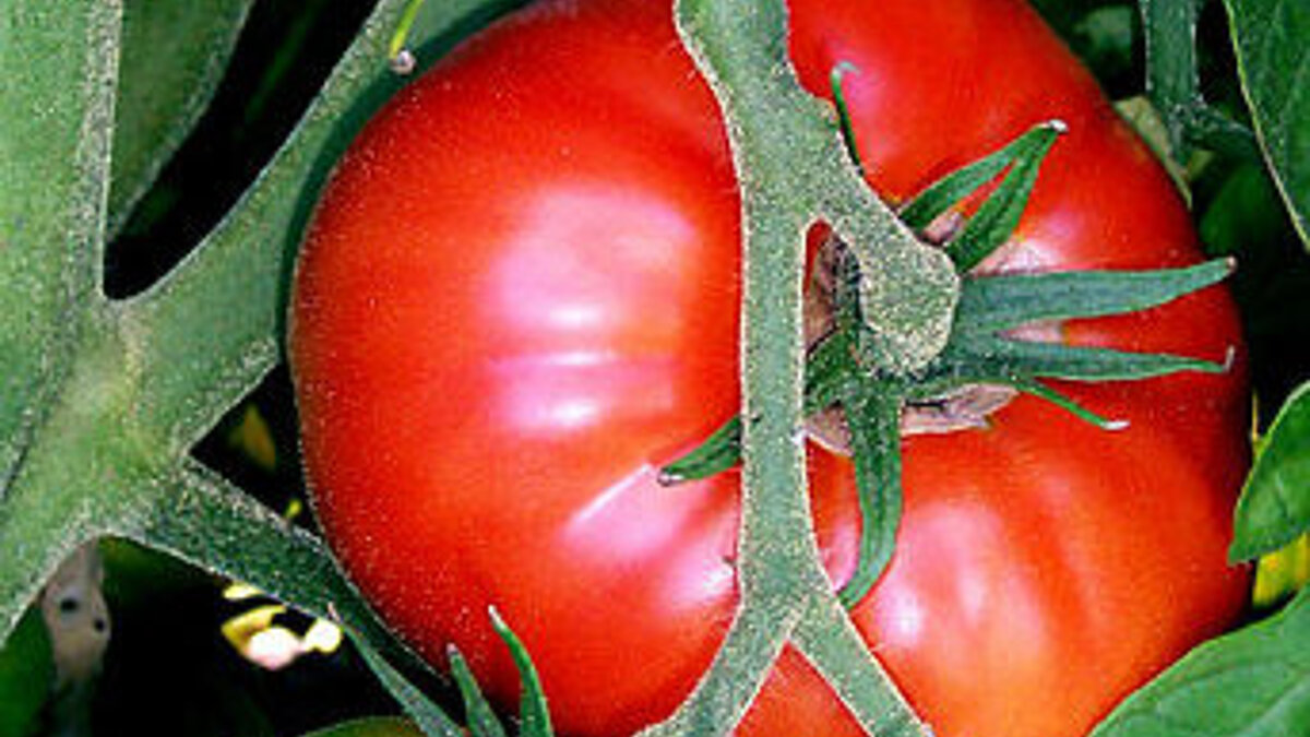 Tomate | © CC BY-SA 3.0, https://commons.wikimedia.org/w/index.php?curid=99252