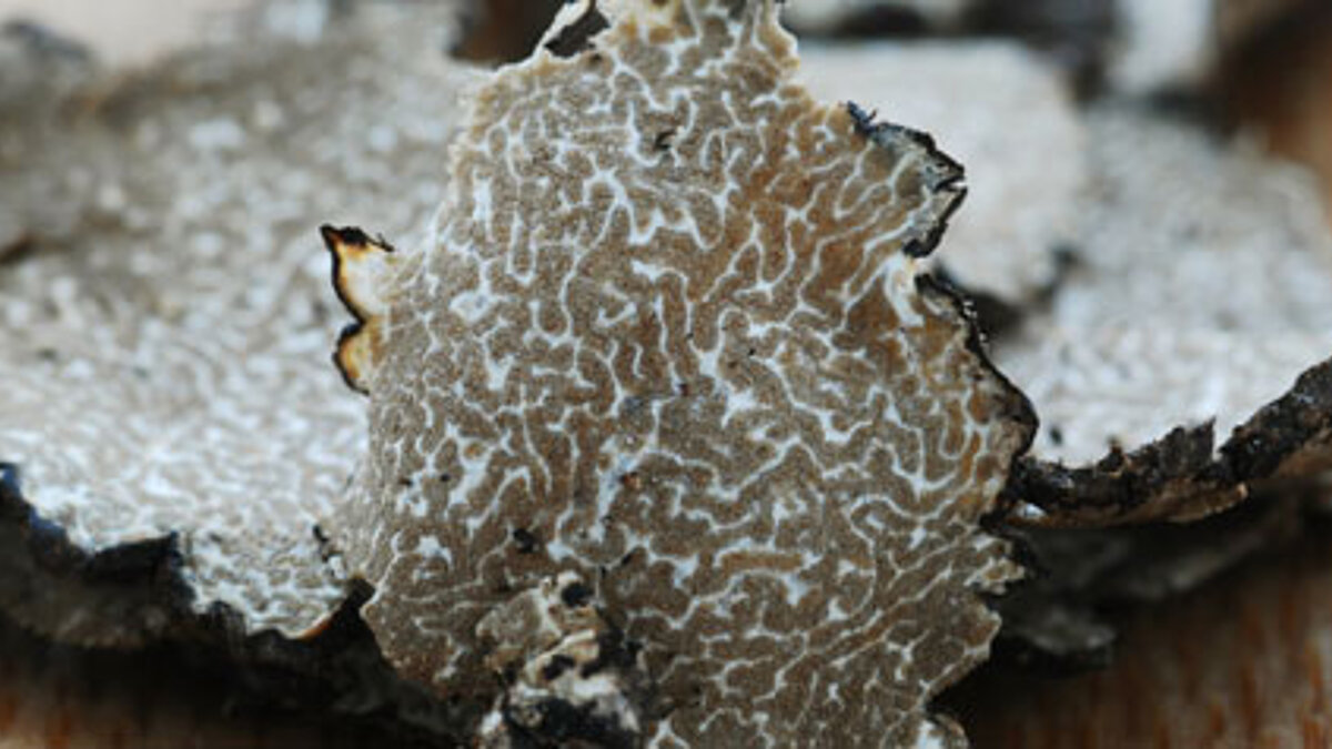 Tuber melanosporum Vitt. - Perigord-Trüffel.