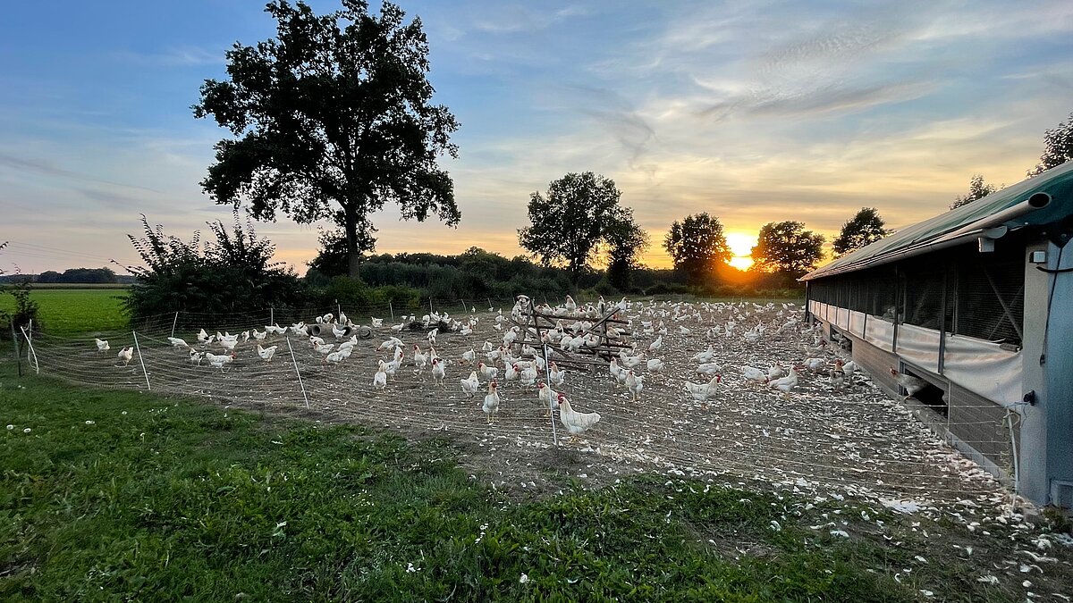 Seltenes Bild Horde Hähne | © Bauckhof