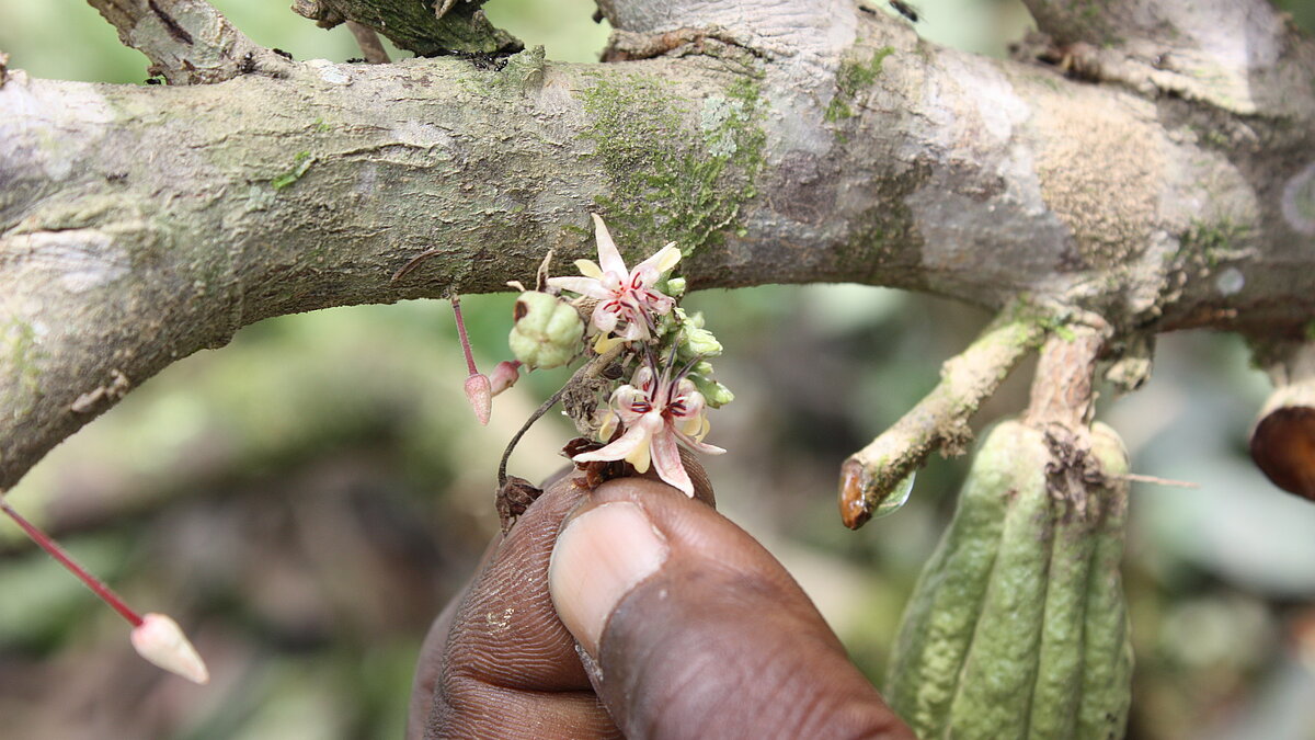 Kakao: Blüte, Pflanzen, Frucht