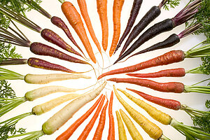 Vielfarbig - Vielseitig Karotten |Quelle Wikipedia © Stephen Ausmus [Public domain]