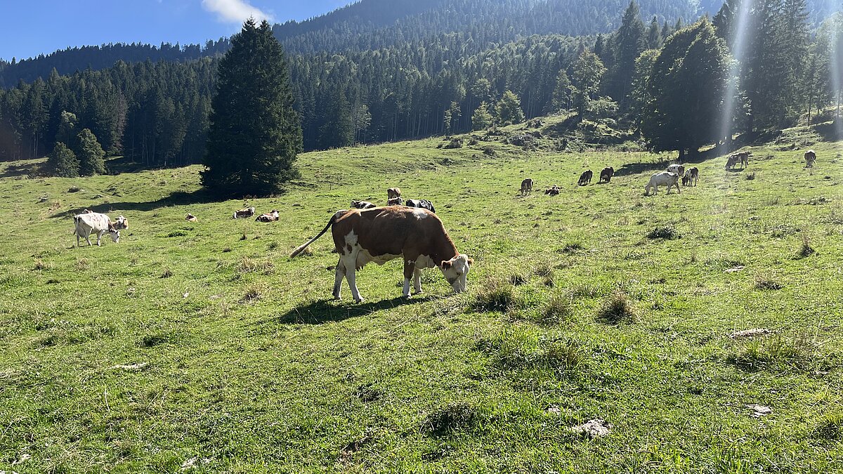 Frische Kräuter bilden die Grundlage für den würzigen Käse der Region: Asiago | © Tartuffel