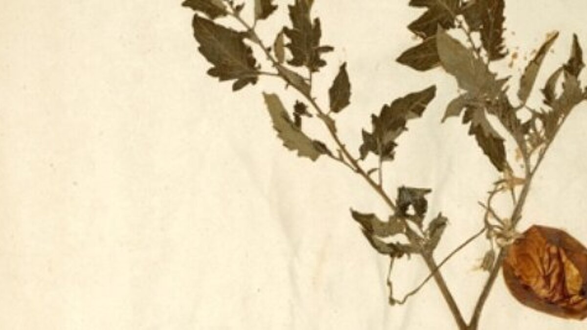 Tomate | ©Naturalis_Biodiversity_Center_-_Solanum_lycopersicum_var._lycopersicum_-_old_tomato_herbarium_sheet.jpg