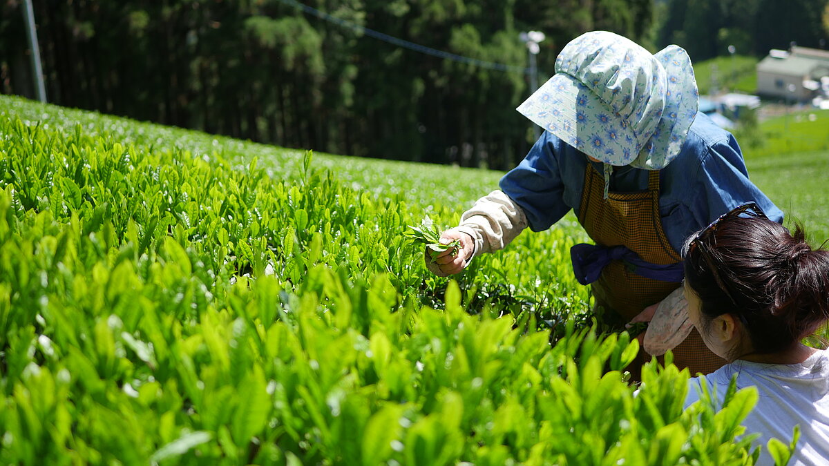 Schon der Anblick birgt Entspannung: Familiär bewirtschaftete Teeplantage | © Tea-Addicts