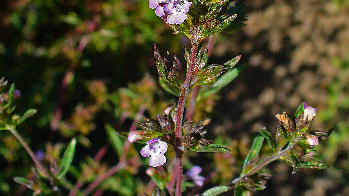 Sommerbohnenkraut - Satureja Hortensis