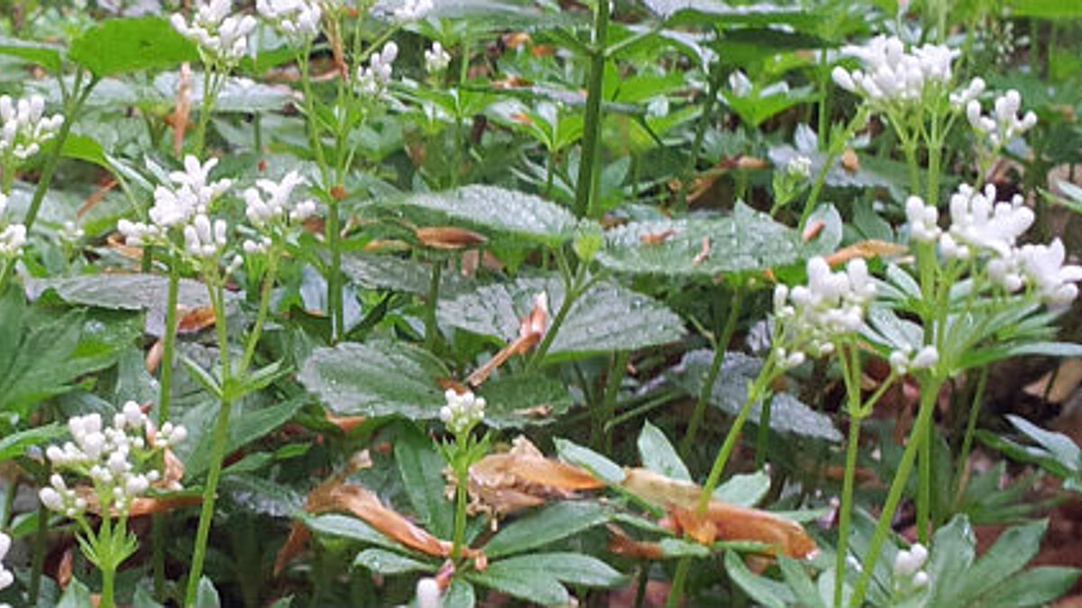 Früh zeigt sich der Waldmeister um das Licht des Frühlings zu nutzen