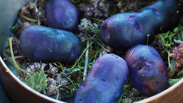 Blaue Kartoffeln in Kräuterheu | © Andreas Thumm