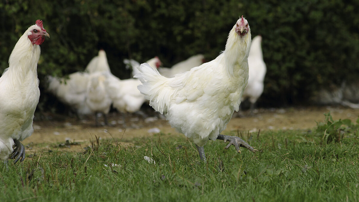 Alles, was die Tiere fressen, kommt aus der Region - Bresse pur.