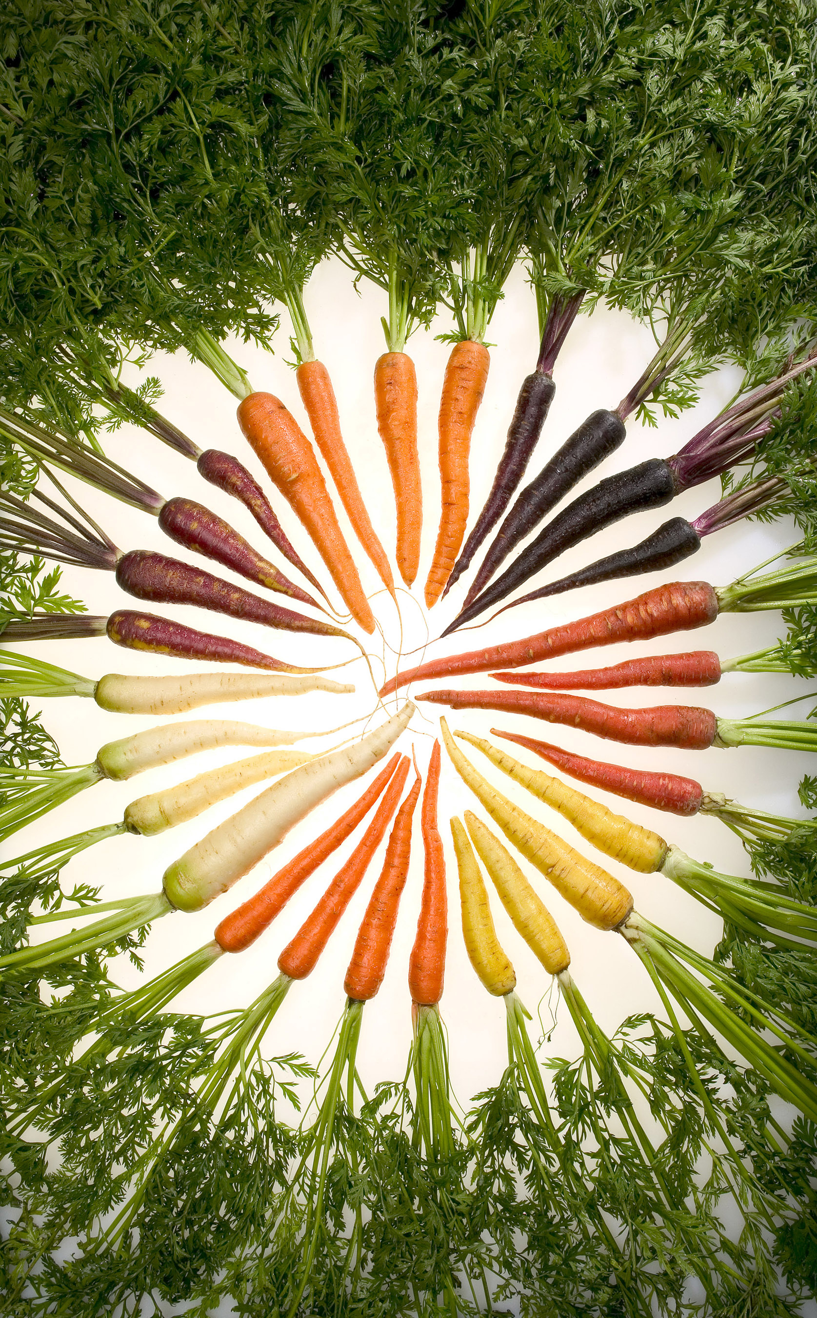 Vielfarbig - Vielseitig Karotten |Quelle Wikipedia © Stephen Ausmus [Public domain]