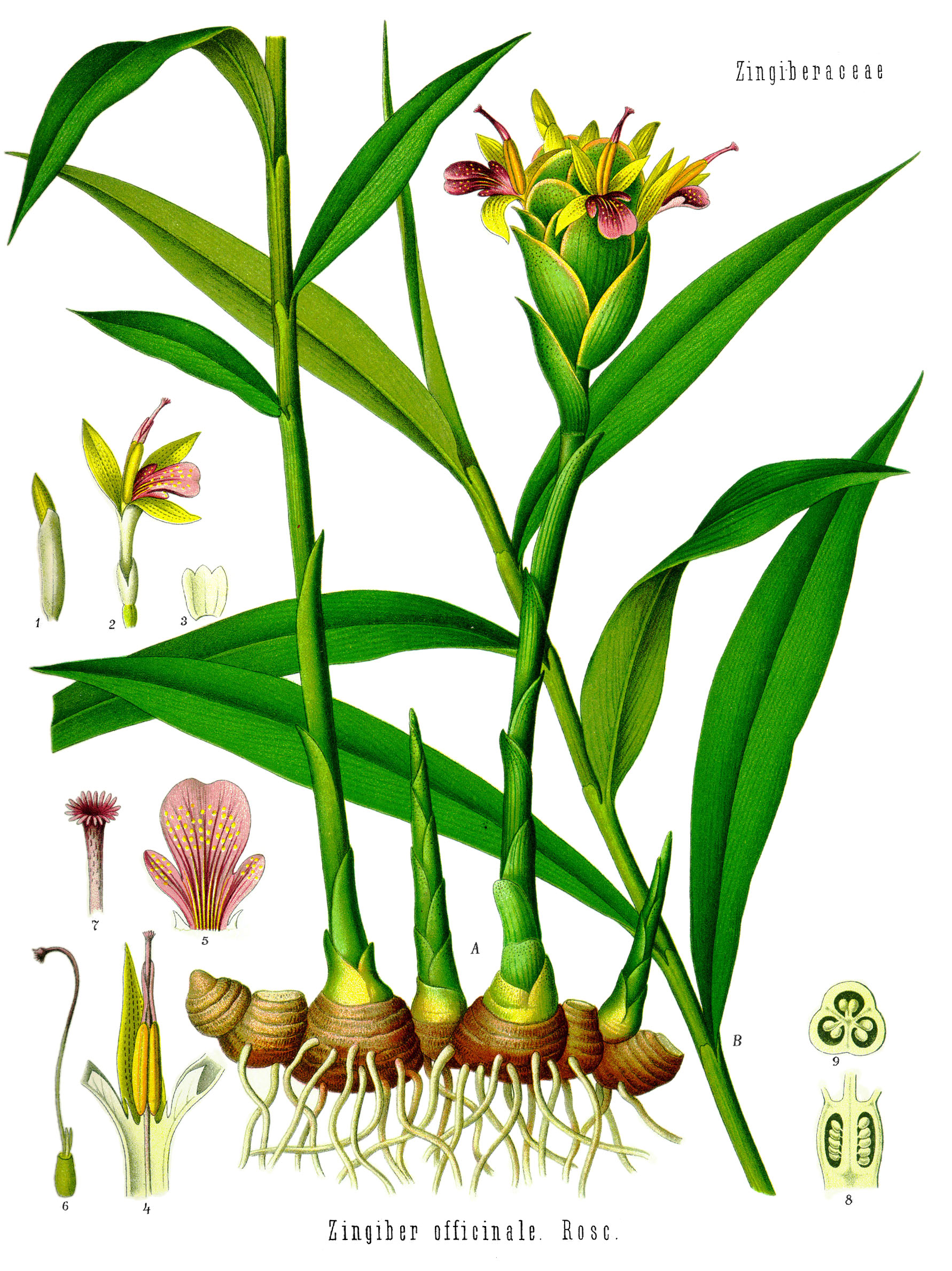 Zingiber officinale |© Köhlers Medizin Pflanzen Quelle: Wikipedia